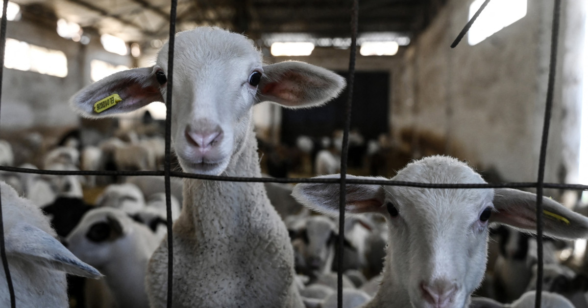 Ovine și caprine pe un câmp.